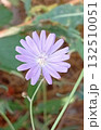 Lactuca perennis flower against a background of  natural green grass 132510051