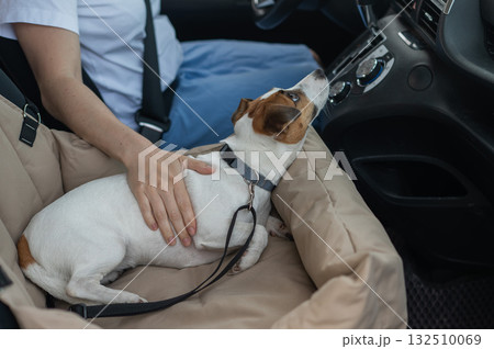 Caucasian woman travels by car with her dog. Jack Russell Terrier in a special car seat.  132510069
