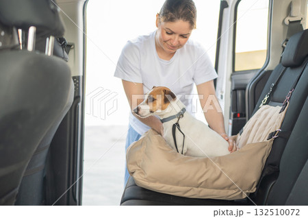 The owner fastens the Jack Russell Terrier dog with a seat belt. 132510072