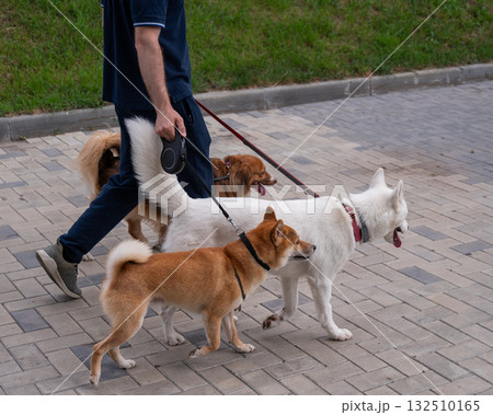 The man works as a dog walker. The man works as a dog walker. 132510165