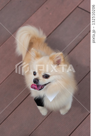 Cute Pomeranian in a tie on a walk. Cute Pomeranian in a tie on a walk. 132510206