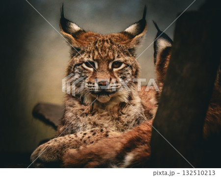 Majestic Eurasian lynx resting in the forest, close-up wildlife portrait Majestic Eurasian lynx resting in the forest, close-up wildlife portrait 132510213