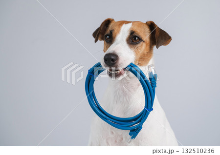 Jack Russell Terrier Dog Holds Internet Cable in Mouth.  132510236