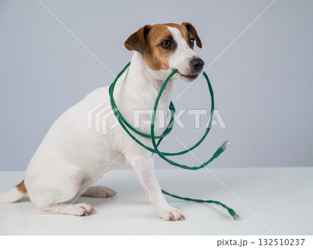 Jack Russell Terrier Dog Chewing Internet Wire. Jack Russell Terrier Dog Chewing Internet Wire. 132510237