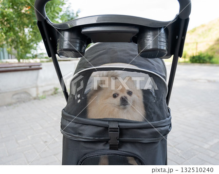Cute spitz dog in pet stroller outdoors.  132510240