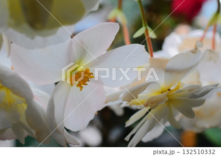 美しい花が咲いている風景 132510332