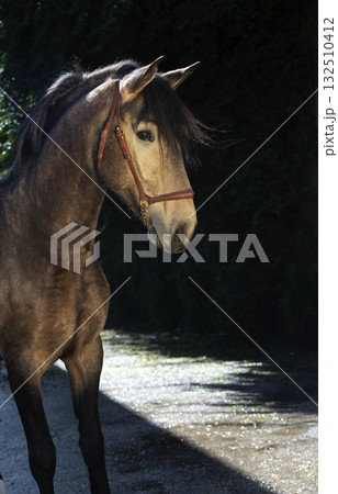 portrait of buckskin young Andalusian stallion posing near stable portrait of buckskin young Andalusian stallion posing near stable 132510412