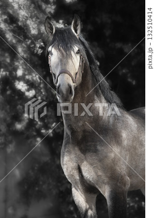 portrait of beautiful buckskin young Andalusian stallion posing against green alive wall portrait of beautiful buckskin young Andalusian stallion posing against green alive wall 132510414