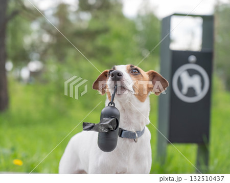 Adorable Dog with Waste Bag Ready for a Walk. Adorable Dog with Waste Bag Ready for a Walk. 132510437