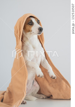 Jack Russell Terrier dog wrapped in towel on white background. Jack Russell Terrier dog wrapped in towel on white background. 132510507