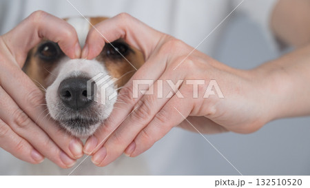 Owner holds her hands in the shape of a heart near the face of her Jack Russell Terrier. Owner holds her hands in the shape of a heart near the face of her Jack Russell Terrier. 132510520