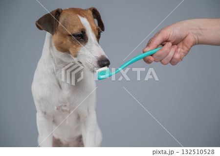 The owner offers the Jack Russell Terrier to brush her teeth. The dog licks the toothpaste.  132510528
