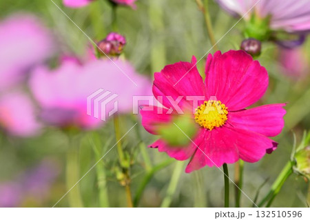 赤色のコスモス 132510596