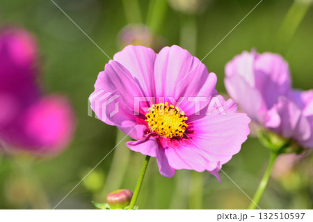 ピンクのコスモスの花 ピンクのコスモスの花 132510597