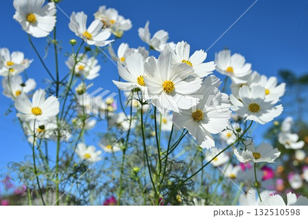 青空と白いコスモス 青空と白いコスモス 132510598