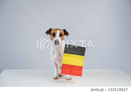 Jack Russell Terrier dog holding a Belgian flag on a white background.  132510627