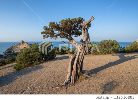 Ancient juniper with sea and rock backdrop — a characteristic Crimean landscape 132510803