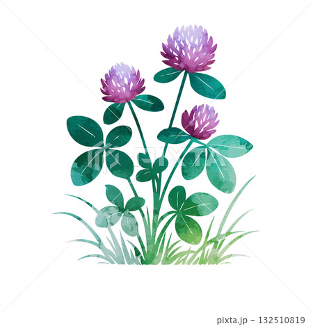 Watercolor clover object. Beautiful flower....のイラスト素材 [132510819] - PIXTA