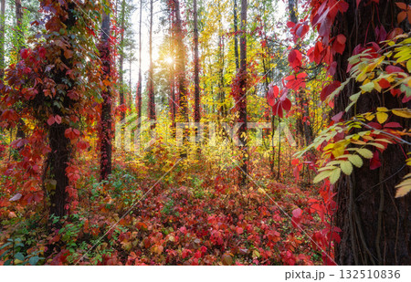 Colorful leaves and sun rays in an autumn forest 132510836