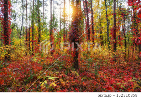 Warm sunlight in an autumn forest with bright leaves 132510859