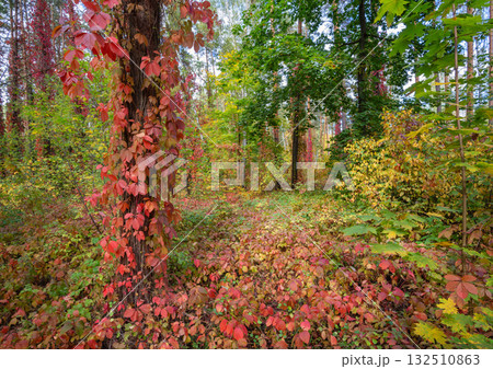 Autumn vines and colorful foliage in a sunny forest 132510863