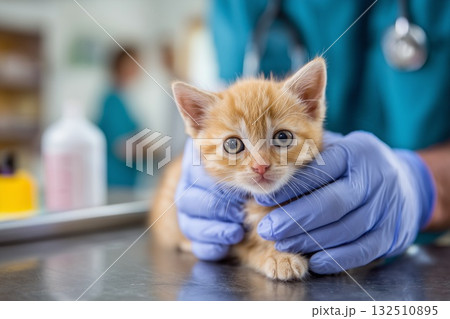Small kitten being examined by veterinarian.Caring vet holding cute kitten in clinic Small kitten being examined by veterinarian.Caring vet holding cute kitten in clinic 132510895
