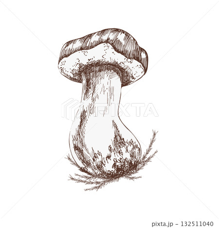 Mushroom bolete ink hand drawn graphics. Engraved forest wild fungus clipart, vegan food painting, etching edible mushroom for seasonal menu, harvest decor, poster design 132511040