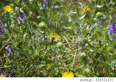 A small yellow wildflower with a bee perched on it, collecting nectar A small yellow wildflower with a bee perched on it, collecting nectar 132511155