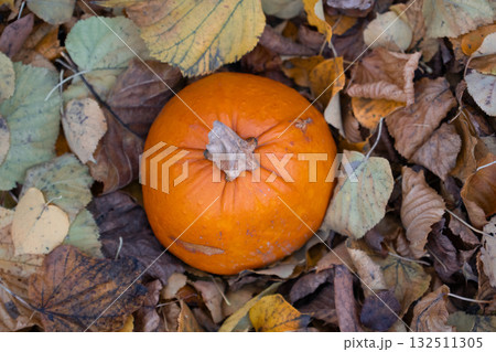 Bright orange pumpkin lies among dry autumn leaves, symbolizing harvest season and Halloween traditions Bright orange pumpkin lies among dry autumn leaves, symbolizing harvest season and Halloween traditions 132511305