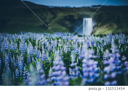 Magnificent view on the field of blooming lupine. Location Skogafoss waterfall, Iceland, Europe. Magnificent view on the field of blooming lupine. Location Skogafoss waterfall, Iceland, Europe. 132511454