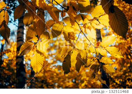 Breathtaking view of magic trees in warm light. Breathtaking view of magic trees in warm light. 132511468