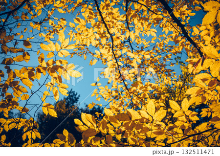 Breathtaking view of magic trees in warm light. 132511471