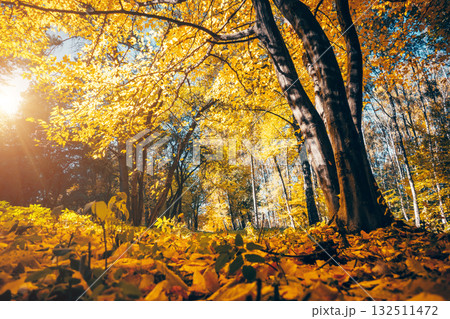 The bottom view of magic trees in warm light. 132511472