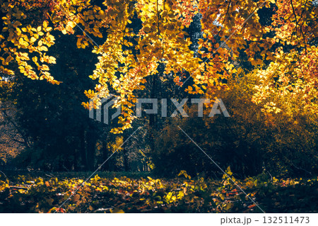 Breathtaking view of magic trees in warm light. 132511473