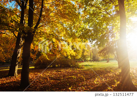 The bottom view of magic trees in warm light. 132511477