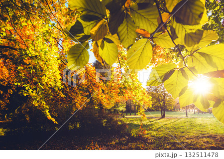 Breathtaking view of magic trees in warm light. 132511478