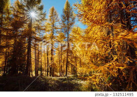 Golden forest in the glow of the sun. Splendid autumn landscape in Val Gardena. 132511495