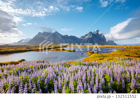 Beautiful view of lupine flowers on sunny day. Location Stokksnes cape, Vestrahorn, Iceland, Europe. Beautiful view of lupine flowers on sunny day. Location Stokksnes cape, Vestrahorn, Iceland, Europe. 132511552