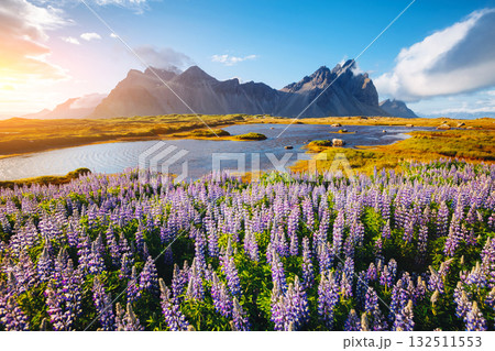 Beautiful view of lupine flowers on sunny day. Location Stokksnes cape, Vestrahorn, Iceland, Europe. Beautiful view of lupine flowers on sunny day. Location Stokksnes cape, Vestrahorn, Iceland, Europe. 132511553