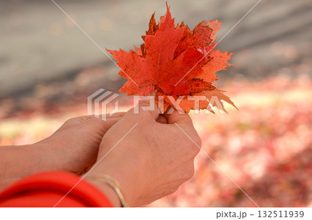 Hands Holding Bright Red Maple Leaves in Autumn Season 132511939