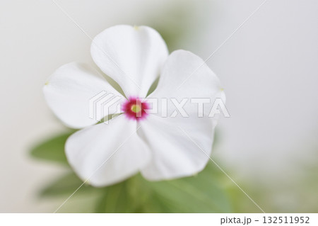 日々草 日々草 132511952