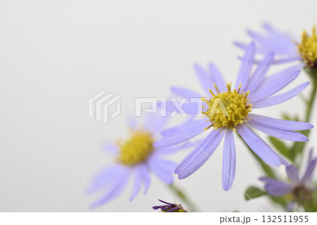 野紺菊 野紺菊 132511955