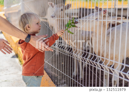 Father and his son feeding deer on a farm, enjoying family bonding, animal interaction, and outdoor activity. Wholesome childhood and learning concept Father and his son feeding deer on a farm, enjoying family bonding, animal interaction, and outdoor activity. Wholesome childhood and learning concept 132511979