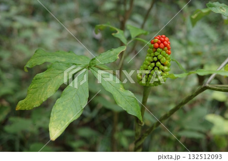 秋になり、赤く色づき始めたマムシグサの実が森の中で鮮やかに映え、季節の深まりを静かに告げています。 132512093