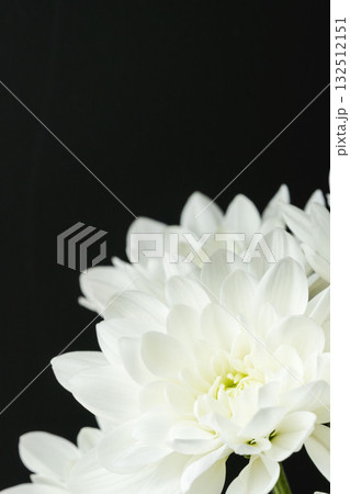白色のスプレー菊を黒背景でマクロ撮影02 132512151
