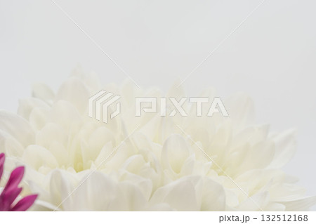 白色の菊の花をグレー背景でマクロ撮影29 白色の菊の花をグレー背景でマクロ撮影29 132512168