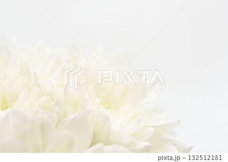 白色の菊の花を白背景でマクロ撮影10 白色の菊の花を白背景でマクロ撮影10 132512181