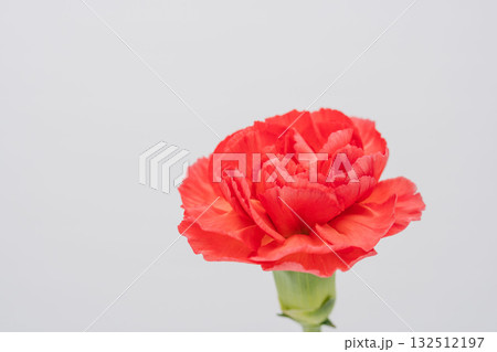 カーネーションの赤い花をグレー背景で撮影12 132512197