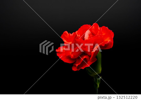 カーネーションの赤い花を黒背景で撮影17 132512220