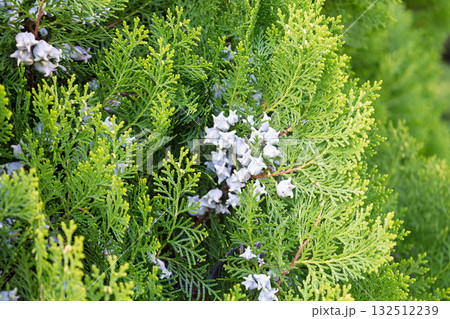 コノテガシワの未熟な球果 コノテガシワの未熟な球果 132512239